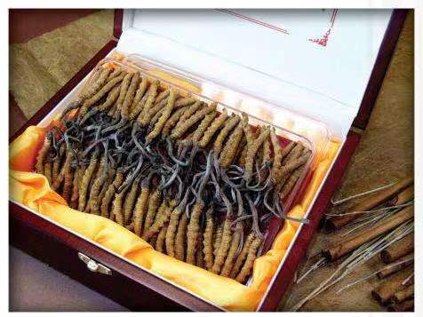 琼结冬虫夏草回收